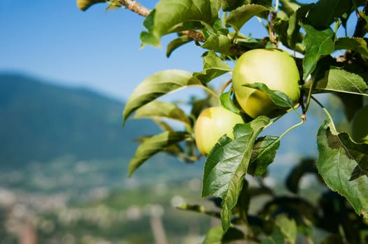 Close-up apples aum tree in front of blurred mountain landscape