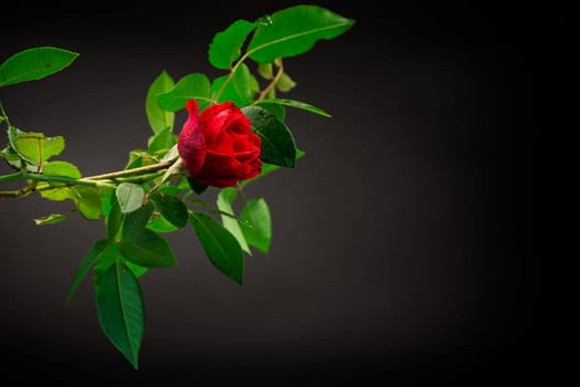 Red rose on a branch with foliage isolated on a black background.