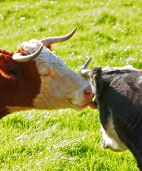 Two hereford cows together and licking each other on farm pasture. Hairy animals cleaning eyes against green grass on remote farmland and agriculture estate. Raising live cattle for dairy industry.
