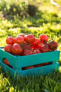 Red tomatoes lie in blue wooden box on green grass backlit by sunlight.