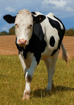 One black and white spotted Holstein cow on a sustainable farm pasture field in countryside. Raising and breeding livestock animals in agribusiness for free range organic cattle and dairy industry.