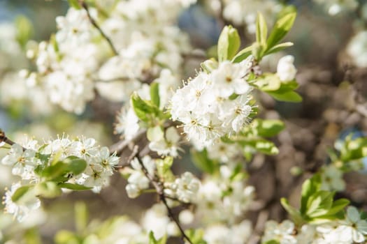 Blooming cherry branches with white flowers close-up, background of spring nature. Macro image of vegetation, close-up with depth of field