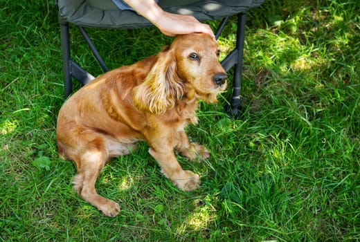 A girl pets her cocker spaniel dog on the street in a green park. Pets, a dog is man's best friend