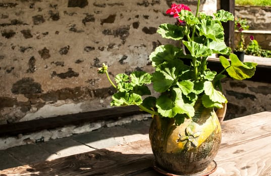 Ceramic flowerpot with geraniums in front of stone church shelter