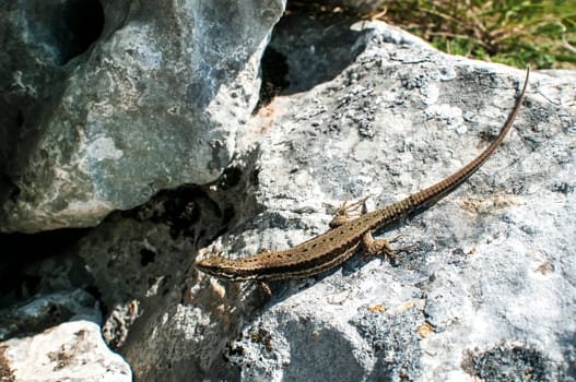 Small lizard on rock with lichen closeup in sunny day