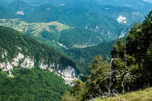 Forest mountain view landscape in sunny day