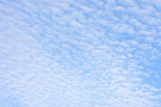 The photograph of sheep clouds in front of a blue sky usable as a background.