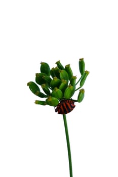 The macro close-up of a striped bug on an isolated umbel.