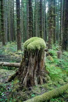 As great trees fall new habitat is provided for more new life.