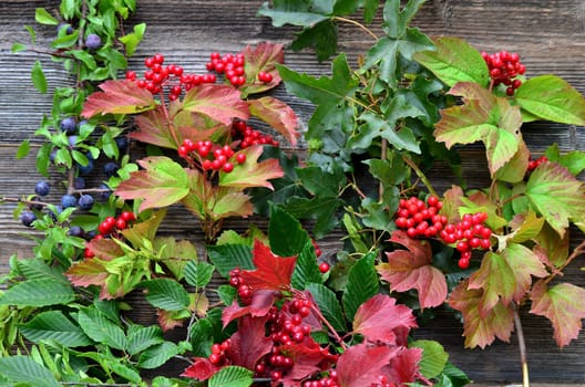 Wood background colorful autumn foliage berries