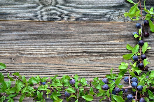 Schlehdorn berries on wood background