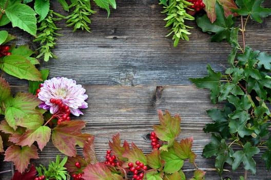 Wood background colorful autumn foliage berries