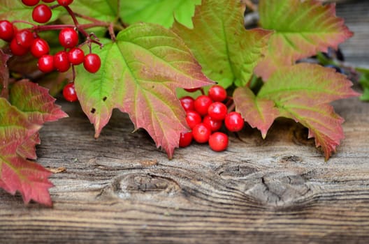 Wood background colorful autumn foliage berries