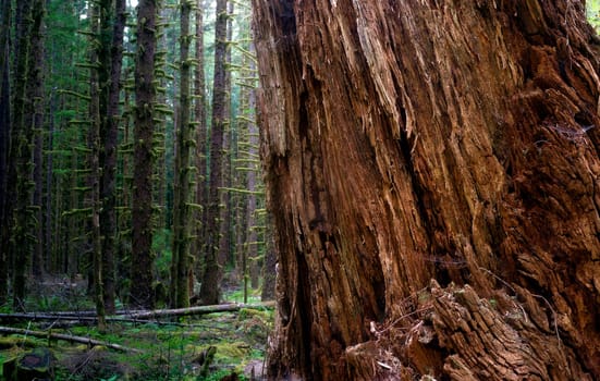 A walk in the woods reveals a large Red Cedar tree not quite like the others
