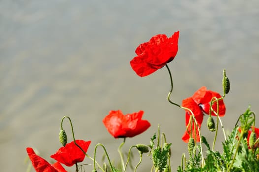 Poppy flower on the water