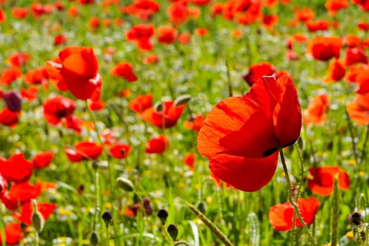 Meadow with poppies