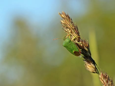 Green stink bug (Palomena prasina)