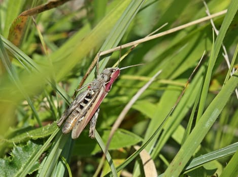 Grasshoppers of the Chorthippus biguttulus group with red mite