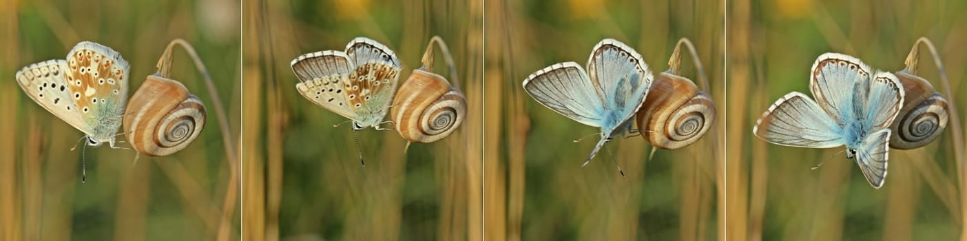 Awakening of a blueling in the morning