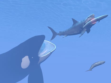 Prehistoric underwater scene showing killer whale attacking small megalodon shark eating blue whale - 3D render