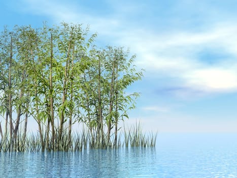 Bamboo and grass upon water by blue day - 3D render