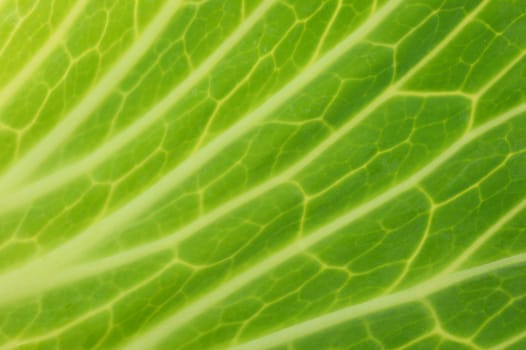 A close up shot of a garden cabbage