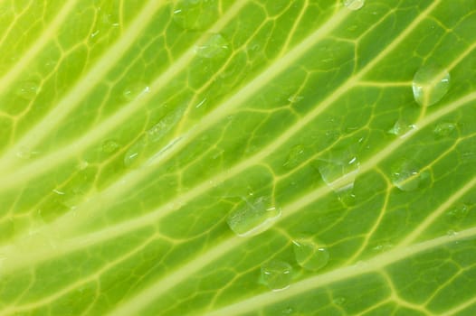 A close up shot of a garden cabbage