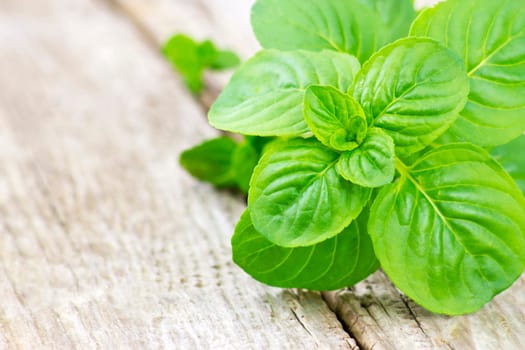mint leaves on wooden background