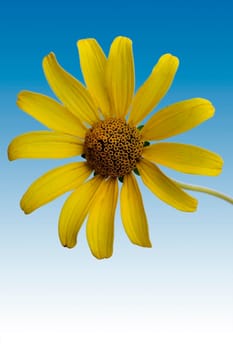 The macro photography of an isolated flower of the sun's eye,Heliopsis.