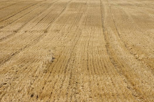 The photograph of a harvested grain field.
