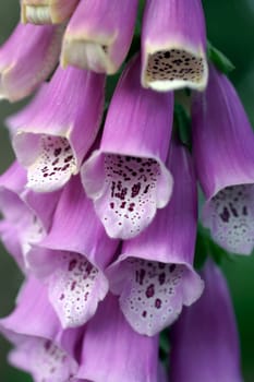 The photograph of the flowers of the thimble,digitalis.