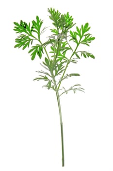small branch with fresh,green leaves of wormwood (Artemisia absinthium) exposed against a white background