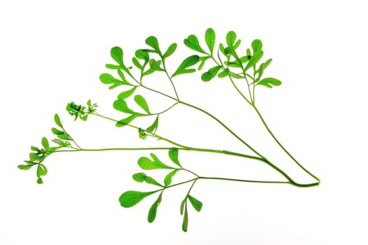 Wine-rough Rue (Ruta graveolens) - Plant exempted against a white background
