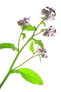 Borretsch (Borago officinalis) flowering plant exposed against a white background