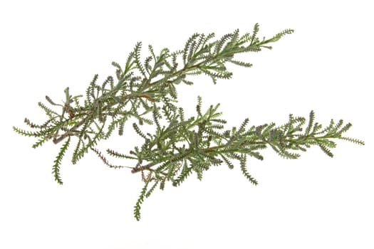 Grey herb (Santolina chamaecyparissus) exempted from a white background
