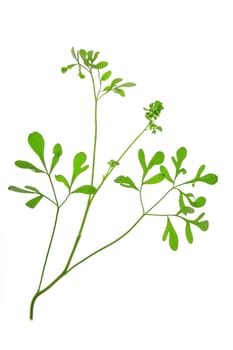 Wine-rough Rue (Ruta graveolens) - Plant exempted against a white background