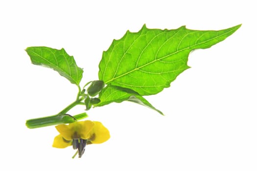 flowering tomatillo plant (Physalis philadelphica) exempted from white background