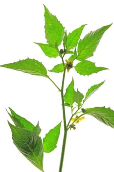 flowering tomatillo plant (Physalis philadelphica) exempted from white background