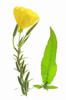 flowering common (or ordinary) evening primrose (Oenothera biennis) - flower exempted against white background