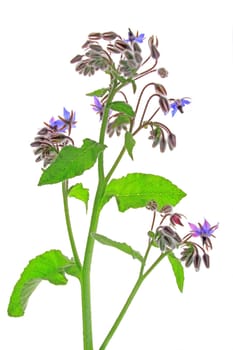 Borretsch (Borago officinalis) flowering plant exposed against a white background