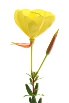 flowering common (or ordinary) evening primrose (Oenothera biennis) - flower exempted against white background