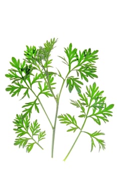 small branch with fresh,green leaves of wormwood (Artemisia absinthium) exposed against a white background