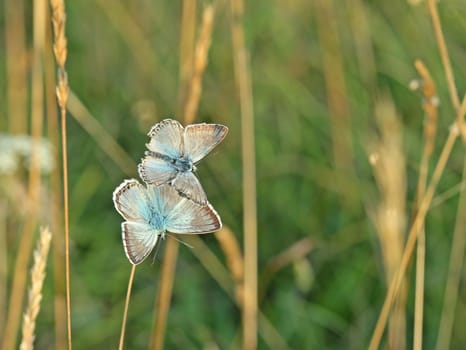 Two silver-green bluelings warm up in the morning sun