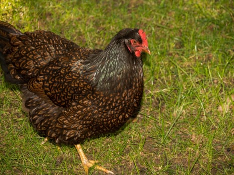 Closeup of a colorful brown chicken with beautiful reflective feathers