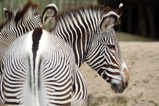 Details of a beautiful zebra in captivity.