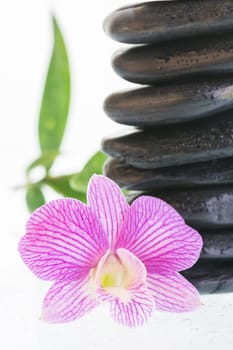 Fuchsia Dendrobium orchid with black zen stones extreme close-up