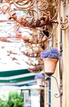 Lila flower in pot - street decoration