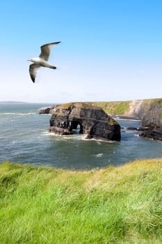 a view from the cliffs in Ballybunion county Kerry Ireland of the Virgin rock and coast and a seagull in an updraught