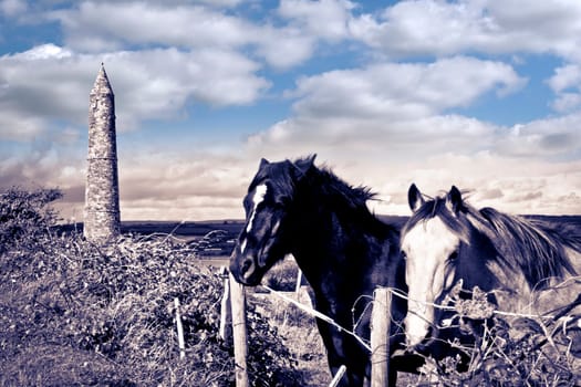 two Irish horses and ancient round tower in the beautiful Ardmore countryside of county Waterford Ireland duotone