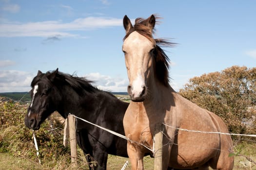 two Irish horses in the beautiful Ardmore countryside of county Waterford Ireland